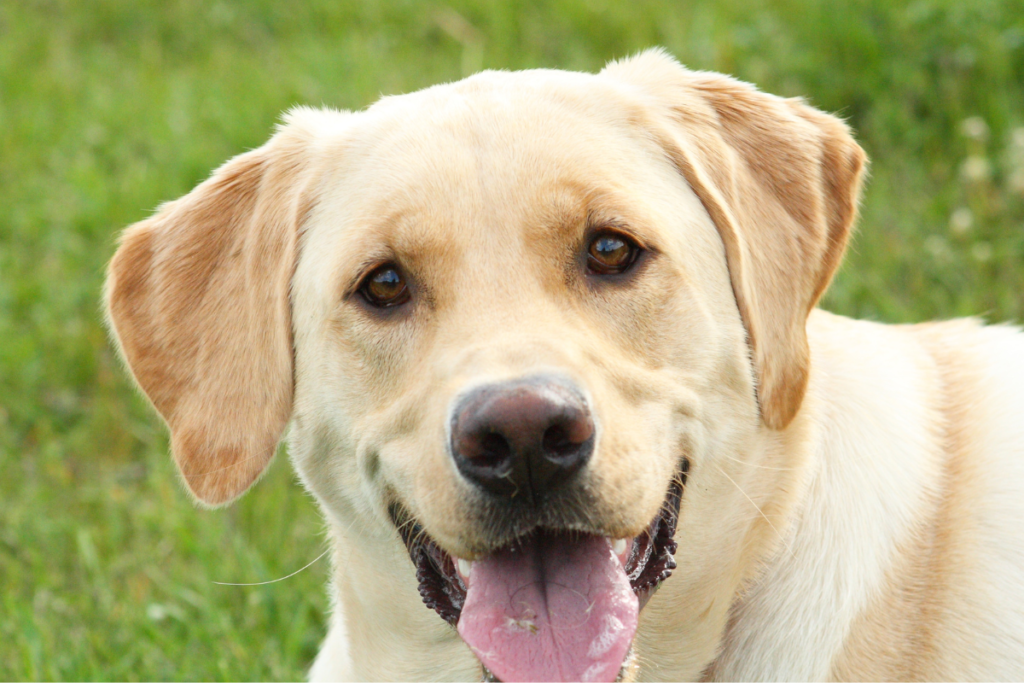 Labrador Weight