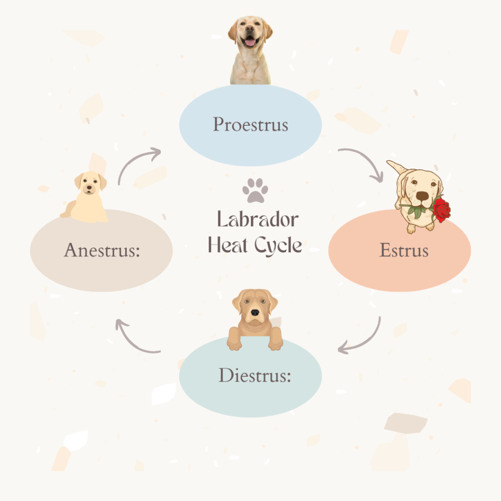 Dog Heat Cycle Phases