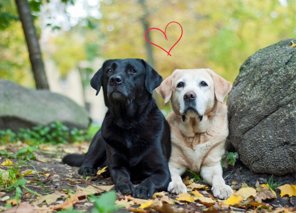 male and femal labrador with a heart in the midle