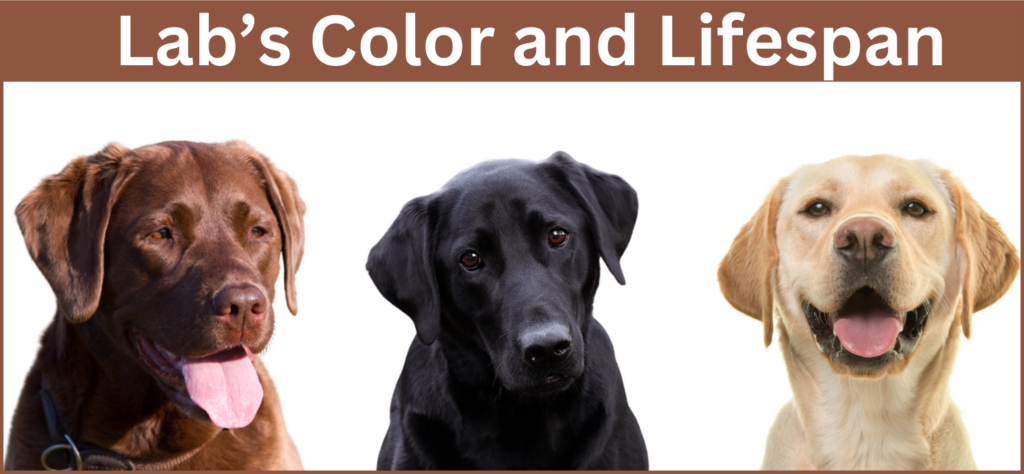 three different color Labrador each might have a different lifespan