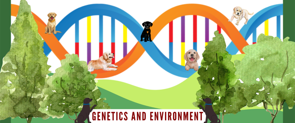 Labrador DNA and Environment with Labrador to show the impact of those into lab's lifespan