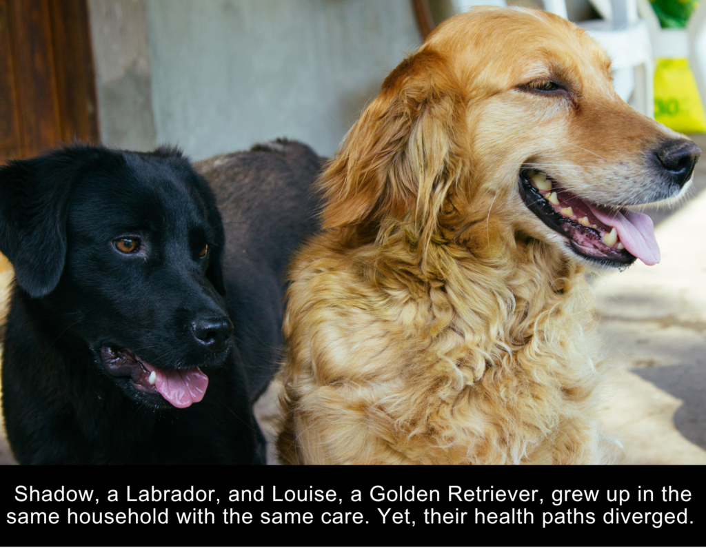 a Labrador, and a Golden Retriever, grew up in the same household. Golden Retriever lifespan can be different.