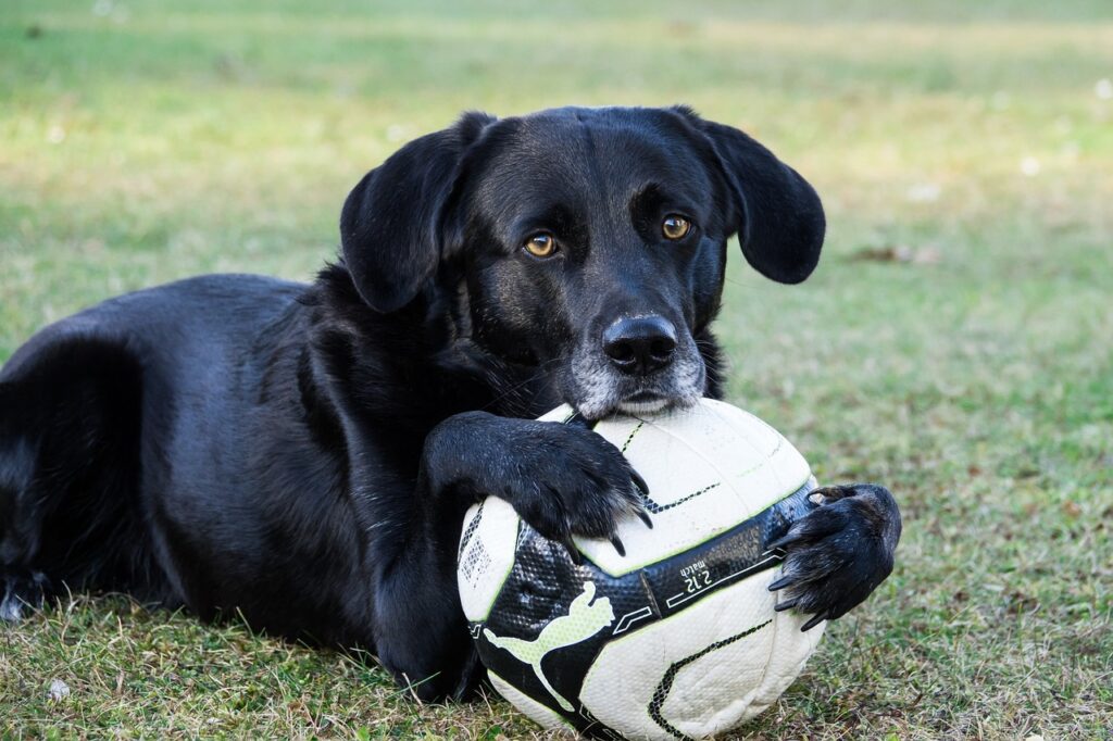 black labrador holding a soccer ball