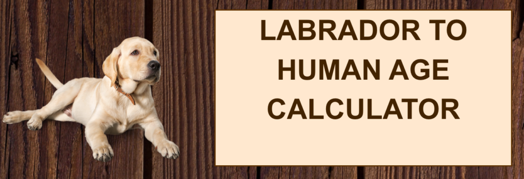 Labrador next toDog to human years calculator sign