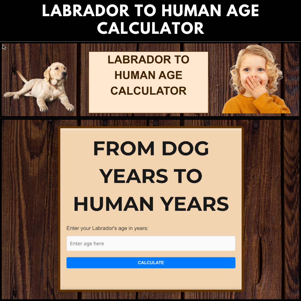 labrador to human year calculator